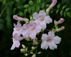 Tapeta Nature Flowers 198.jpg